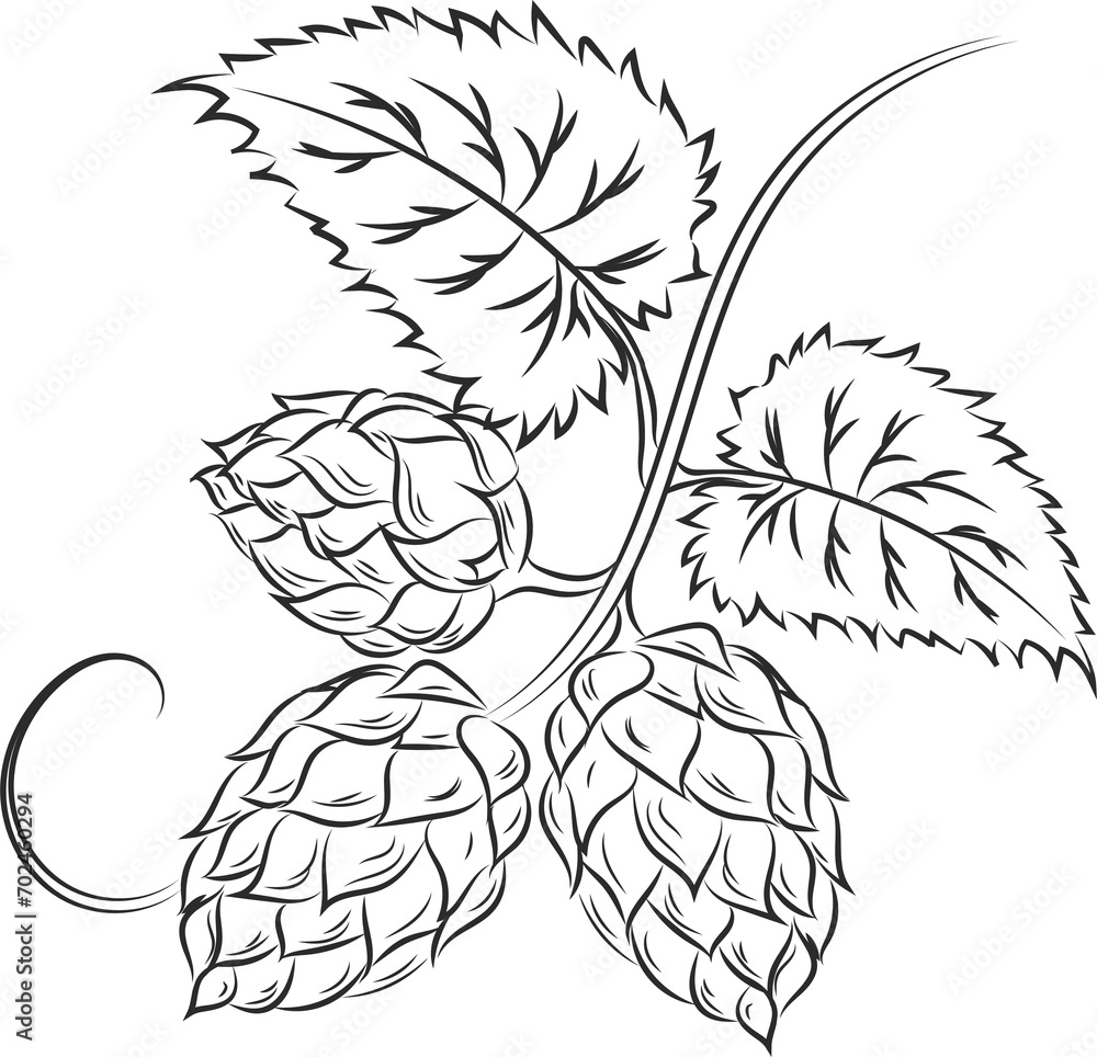 Φωτογραφία illustration hops on transparent, png, hops plant, hop leaves, hop symbol, beer
