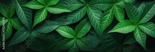 green leaf background
