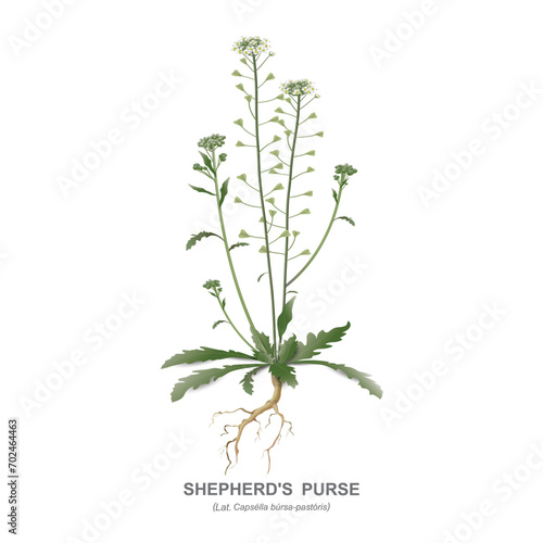 Capsella bursa pastoris, Shepherd's purse - wild medicinal field (meadow) plant, garden weed - stem, leaves, flowers, seeds and root. Vector colored realistic drawing isolated on white background.