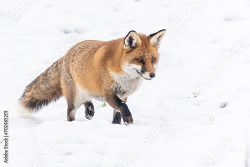 Fototapeta Naklejka Na Ścianę i Meble -  Rotfuchs im Schnee