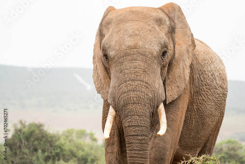 Elephant im Addo Elephant Park photo
