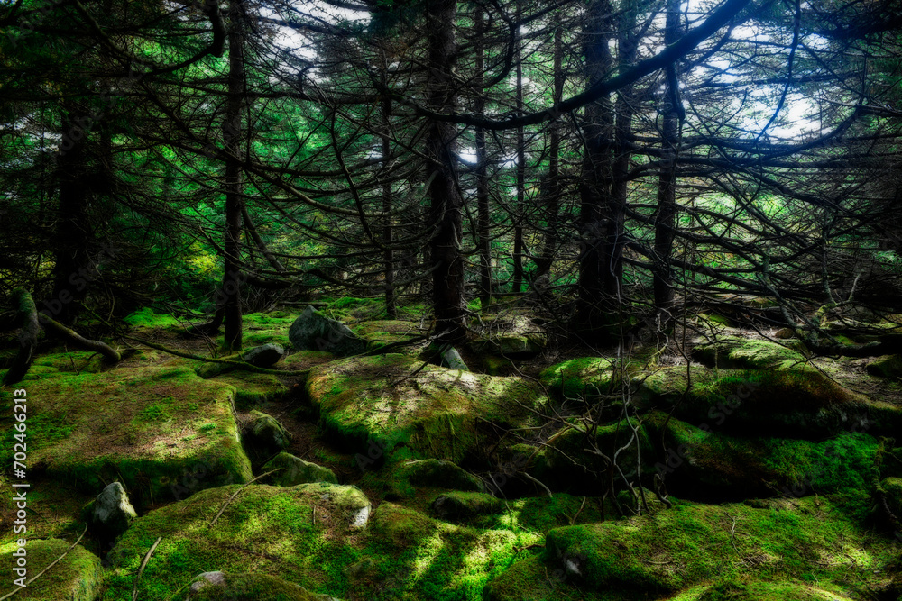 Moss covered rocks top on spruce Knob mountain
