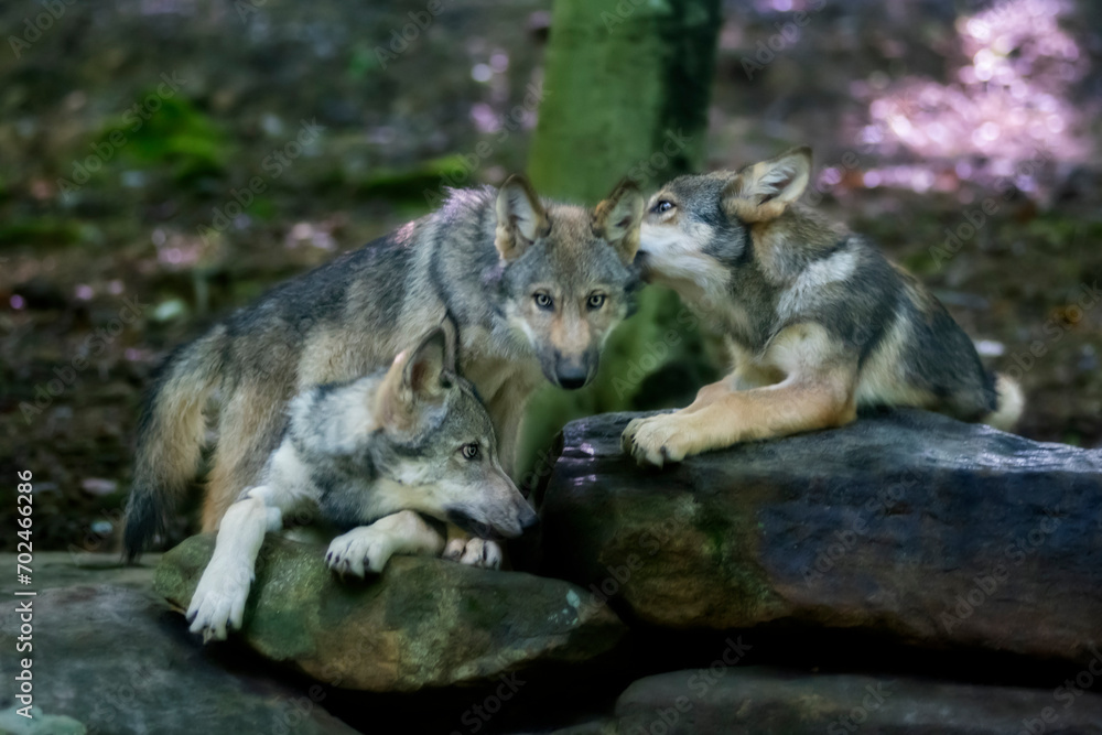 Three young wolves interatcing on a rock