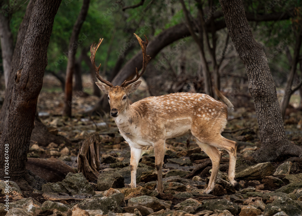 Wild life animals such as zebras and deers roaming in the forest along with ostrich and baby ostriches Wild life animals such as zebras and deers roaming in the forest along with ostrich and baby ostriches