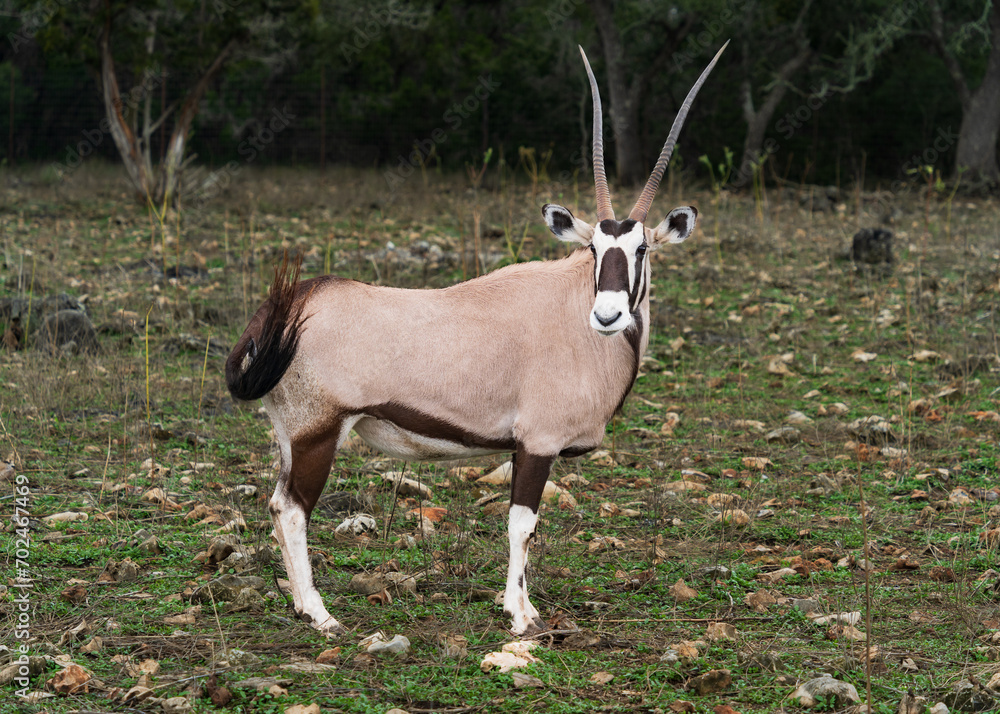 Wild life animals such as zebras and deers roaming in the forest along with ostrich and baby ostriches Wild life animals such as zebras and deers roaming in the forest along with ostrich and baby ostriches