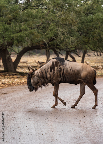 Wild life animals such as zebras and deers roaming in the forest along with ostrich and baby ostriches