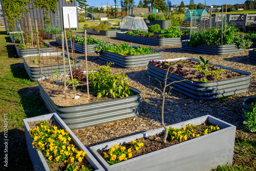 Australian urban community garden, raised beds growing vegetables for sustainable living, eco social  gardening photo