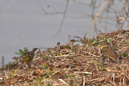 black faced bunting in a bush