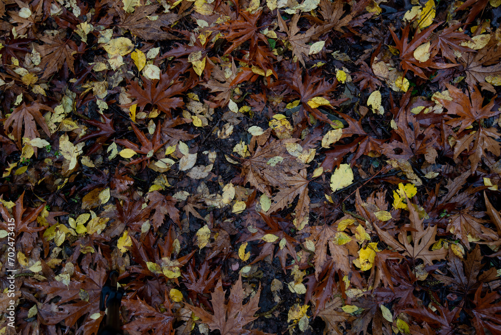Autumn dry maple leaves in the ground in autumn. Nature background Autumn dry maple leaves in the ground in autumn. Nature background