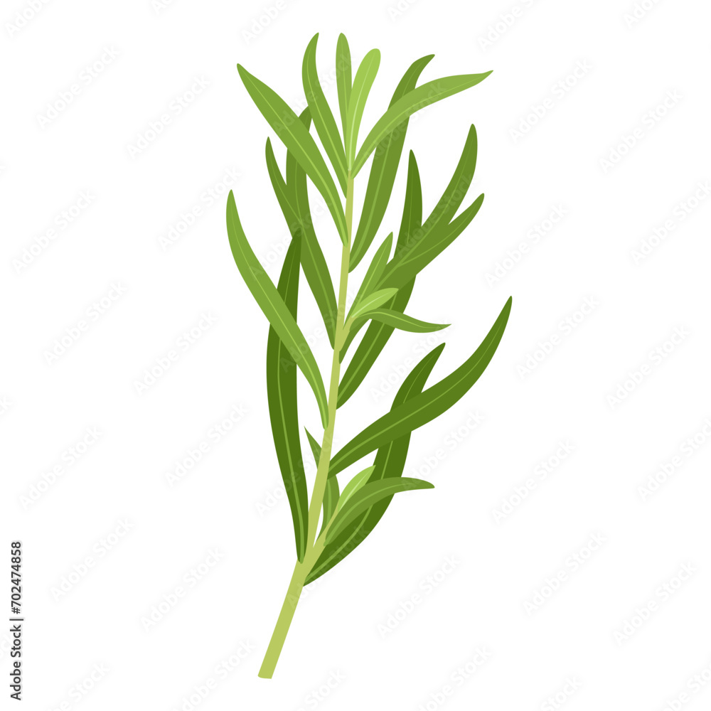 Vector illustration, Tarragon or Artemisia dracunculus, isolated on white background. Vector illustration, Tarragon or Artemisia dracunculus, isolated on white background.