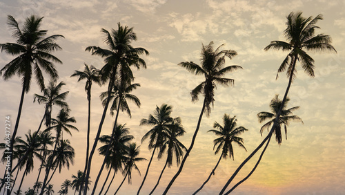 many coconut trees at gorgeous al haffa beach in salalah during sunrise, Oman, photo