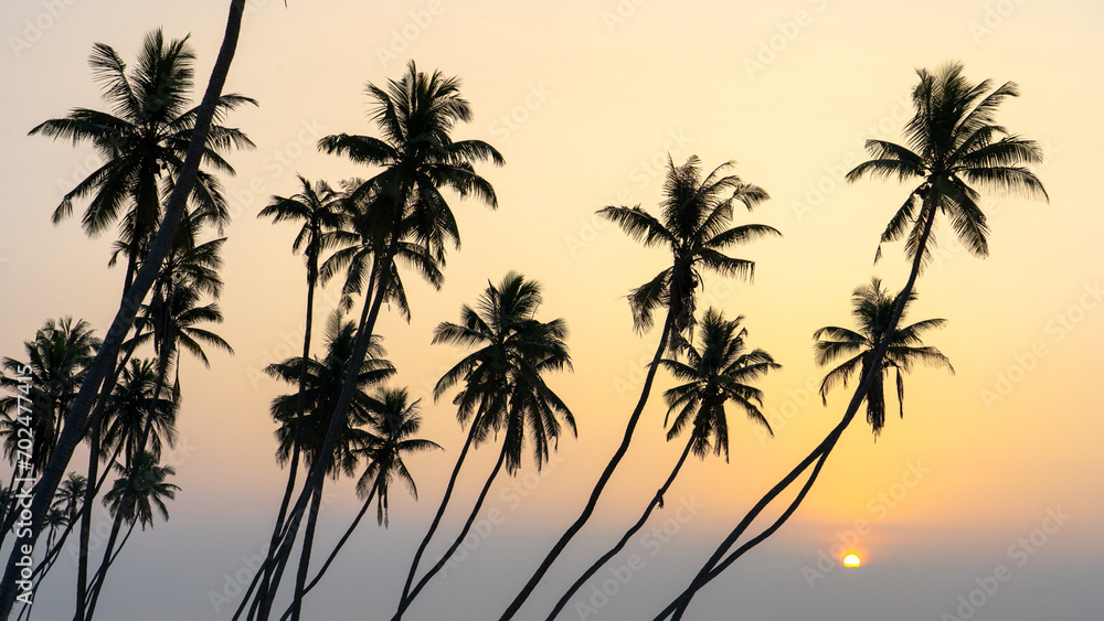 many coconut trees at gorgeous al haffa beach in salalah during sunrise, Oman,