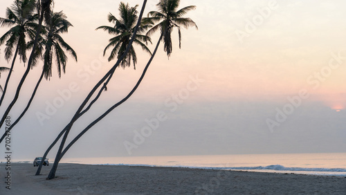 many coconut trees at gorgeous al haffa beach in salalah during sunrise, Oman, photo