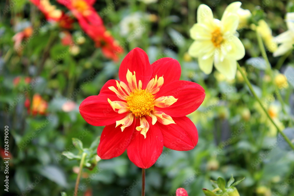 Obraz premium Dahlie, Blüte, Blume, Garten 