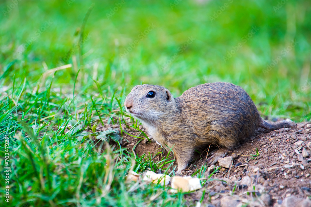 European ground squirrel in Slovakia European ground squirrel in Slovakia