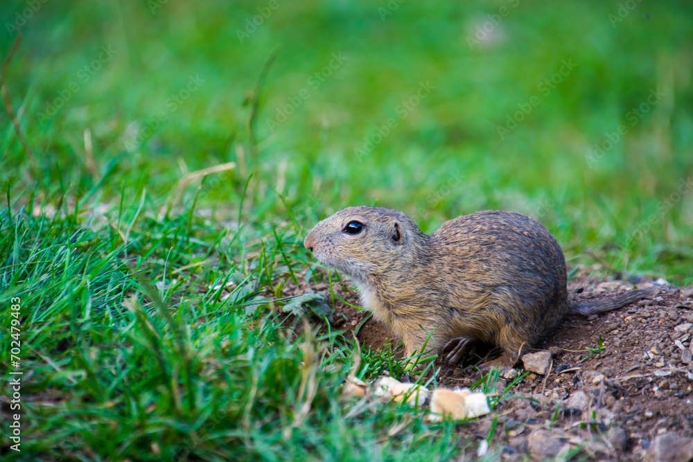 European ground squirrel in Slovakia European ground squirrel in Slovakia
