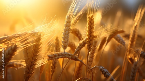 Golden Harvest  A close-up of freshly harvested grain  beautifully backlit  capturing the essence of agricultural abundance.