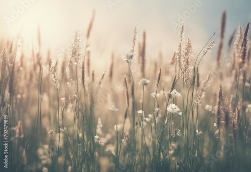 Grass and filigran flowers in sunset evening