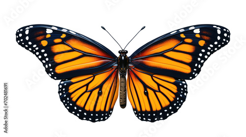 Butterfly monarch isolated  photo