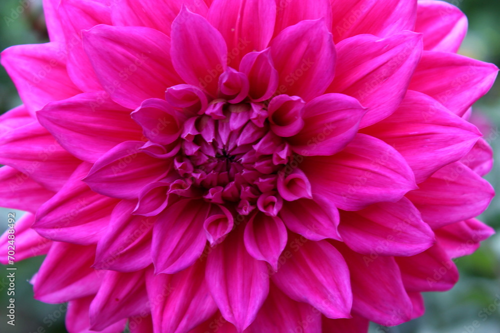 Dahlie,Blüte, Blume, Garten Dahlie,Blüte, Blume, Garten