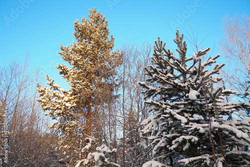 Pine forest in winter during the day in severe frost, Karelia. Snow on the coniferous branches. Frosty sunny weather anticyclone. Scots pine Pinus sylvestris is a plant pine Pinus of Pine Pinaceae photo