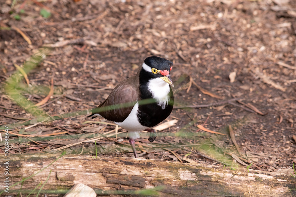 the banded lapwing has a black cap and broad white eye-stripe, with a yellow eye-ring and bill and a small red wattle over the bill. The legs are pinkish-grey. the banded lapwing has a black cap and broad white eye-stripe, with a yellow eye-ring and bill and a small red wattle over the bill. The legs are pinkish-grey.