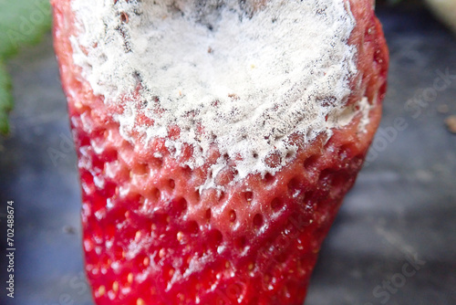 moldy, strawberry, powdery, mildew, moldy strawberry, powdery mildew, rot, rotten, strawberries, garden, mold, plant, food, fruit, mouldy, red, waste, natural, mould, culture, organic, spore, berry. photo