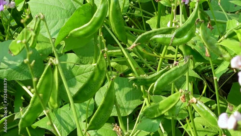 View of flat bean vegetable garden in winter season. View of flat bean vegetable garden in winter season.