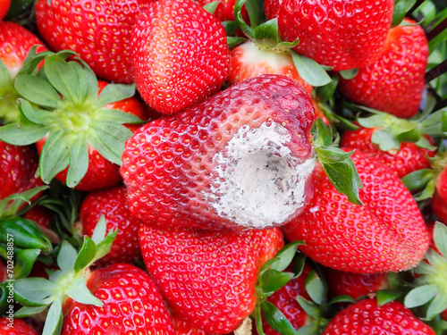 moldy, strawberry, powdery, mildew, moldy strawberry, powdery mildew, rot, rotten, strawberries, garden, mold, plant, food, fruit, mouldy, red, waste, natural, mould, culture, organic, spore, berry. photo