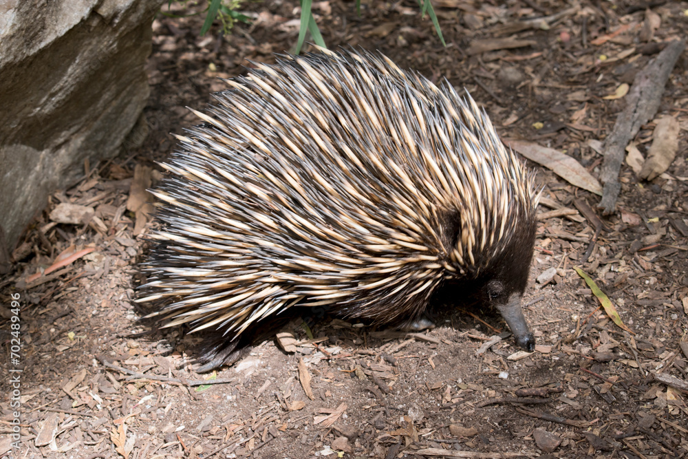 the echidna is walking around looking for ants to eat the echidna is walking around looking for ants to eat
