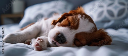 Sleeping and resting in the bedroom, an adorable brown and white puppy dog is tired. © 2rogan