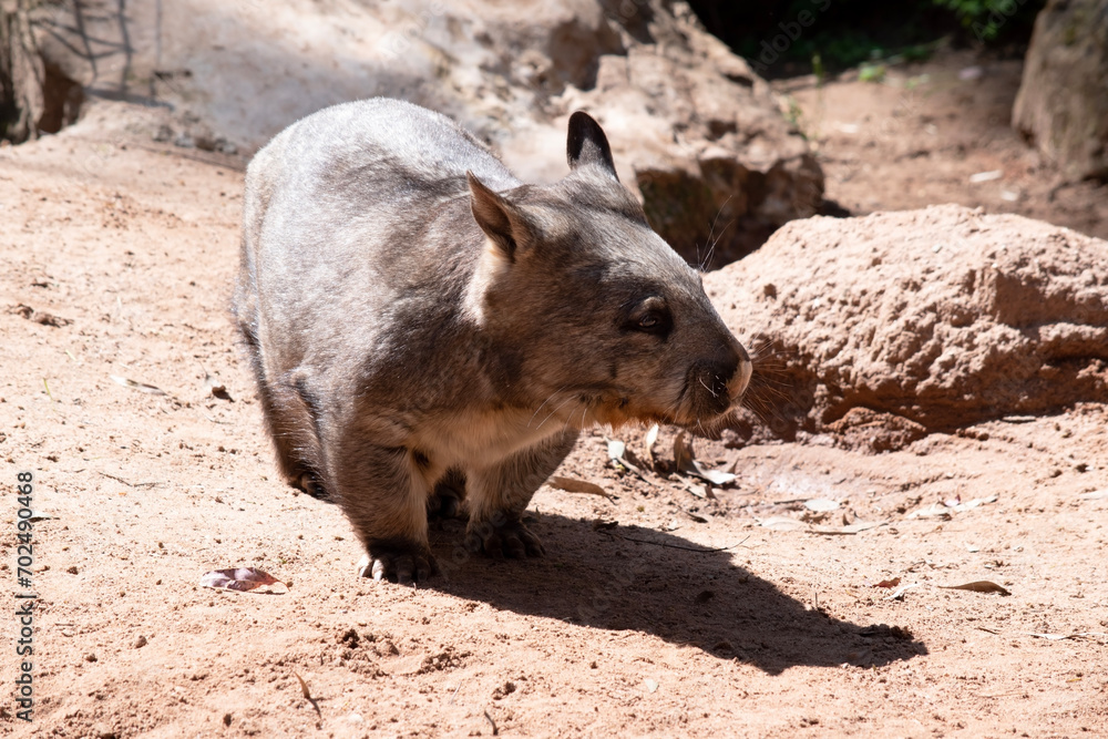 The hairy-nosed wombats have softer fur, longer and more pointed ears and a broader muzzle fringed with fine whiskers then common wombats. The hairy-nosed wombats have softer fur, longer and more pointed ears and a broader muzzle fringed with fine whiskers then common wombats.