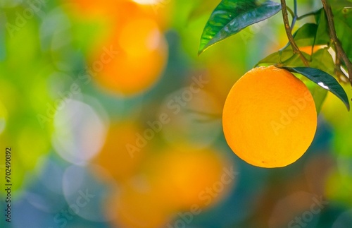 Close-up of a ripe orange on a tree, orange tree (Citrus x sinensis L.) with green leaves, blurred background, Soller Valley, Biniaraix, Majorca, Spain, Europe photo