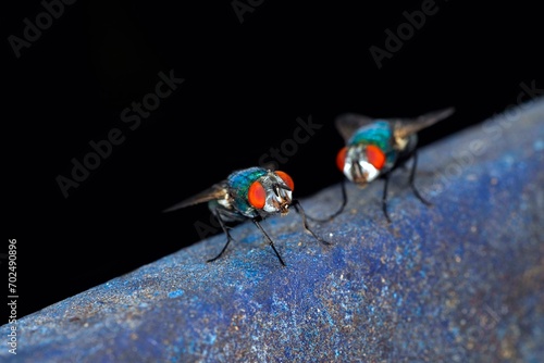 Close-up of two house flies (Musca domestica), Berlin, Germany, Europe photo