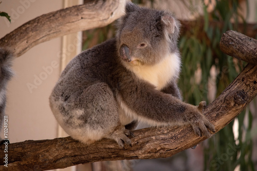 the Koala has a large round head  big furry ears and big black nose. Their fur is usually grey-brown in color with white fur on the chest  inner arms  ears and bottom.