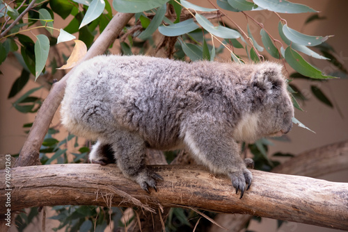 the Koala has a large round head, big furry ears and big black nose. Their fur is usually grey-brown in color with white fur on the chest, inner arms, ears and bottom.