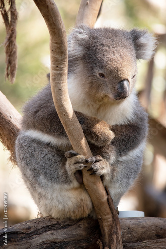 Fototapeta Naklejka Na Ścianę i Meble -  the Koala has a large round head, big furry ears and big black nose. Their fur is usually grey-brown in color with white fur on the chest, inner arms, ears and bottom