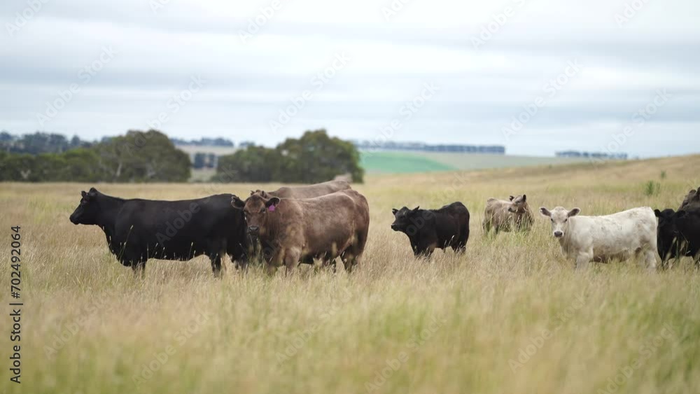 free range sustainable black stud wagyu cows in a field of tall long grass on an agricultural farm in outback australia. free range sustainable black stud wagyu cows in a field of tall long grass on an agricultural farm in outback australia.