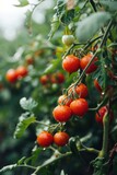 A picture of a bunch of tomatoes growing on a tree. Suitable for gardening or organic farming themes
