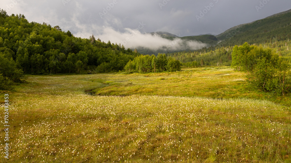 open field with yellow grass and white flowers with forest and foggy mountains in the background