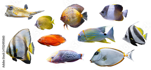 Tropical colorful fishes collection isolated on white, transparent background, PNG. Set of different aquarium fish, undersea life, aquatic organism, pet.