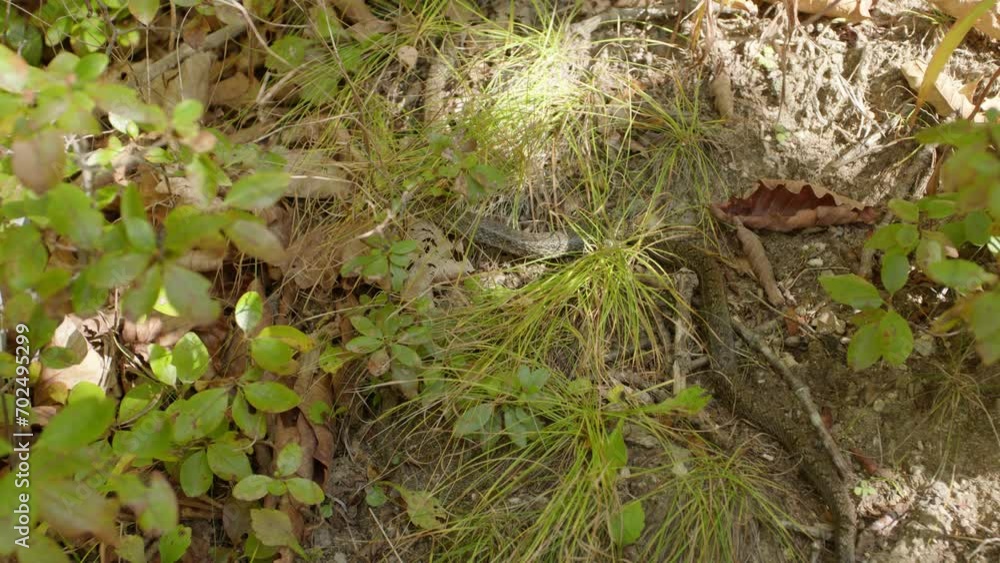A snake crawls through the grass A snake crawls through the grass