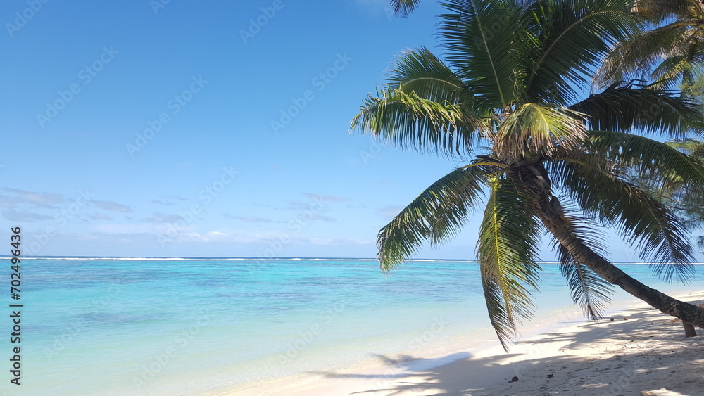 Rarotonga coconut palm paradise beach white 