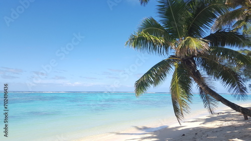 Rarotonga coconut palm paradise beach white 