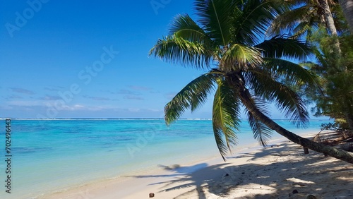 Rarotonga coconut palm paradise beach white 
