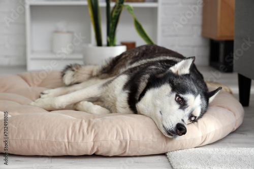 Cute Husky dog lying on pet bed in living room
