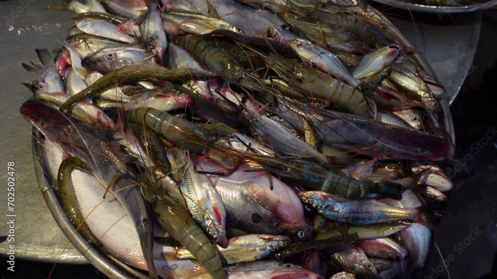 A variety of fresh water fish of small and large sizes are placed on silver plates for sale at the local fish market. A variety of fresh water fish of small and large sizes are placed on silver plates for sale at the local fish market.