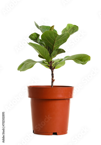 Ficus plant in pot on white background
