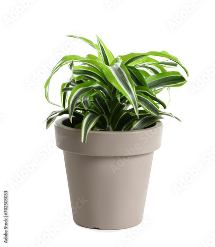 Pot with Dracaena plant on white background