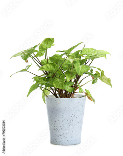 Pot with green plant on white background